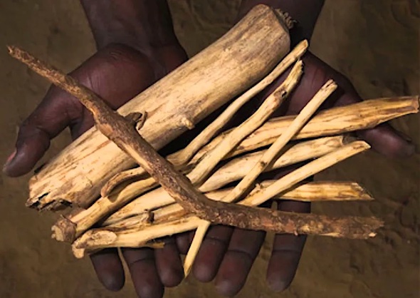 Iboga vs Ayahuasca - Iboga terapie ceremonie